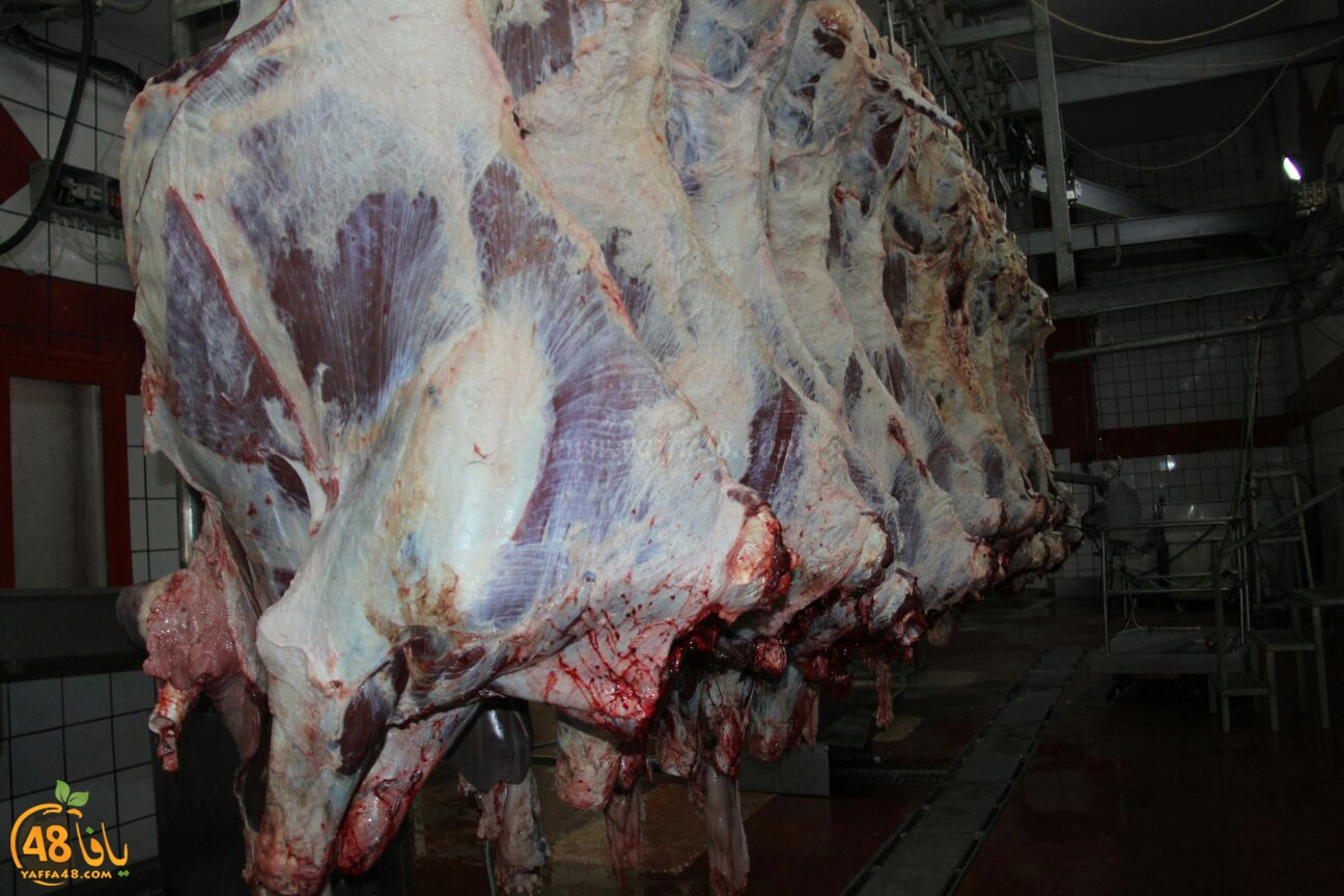 jam3iya yaffa 3ojolej (16).jpg